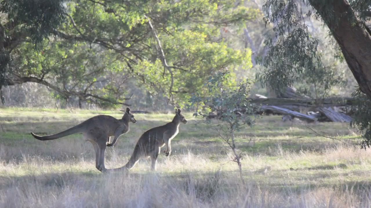 Lot 46 & 47 Pollards Road, Elphinstone, Vic 3448, thumbnail 2 of 4