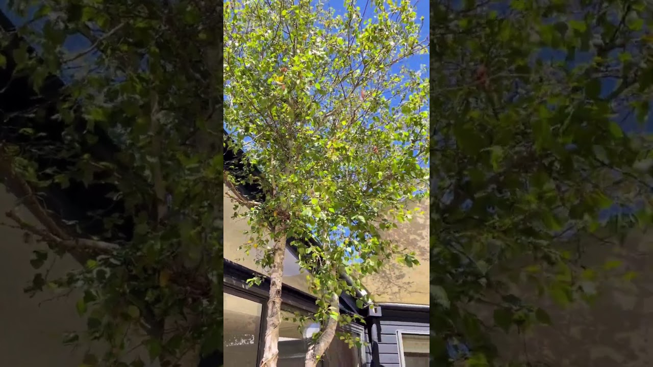 26 Magnolia Court, Rye, Vic 3941, thumbnail 3 of 4